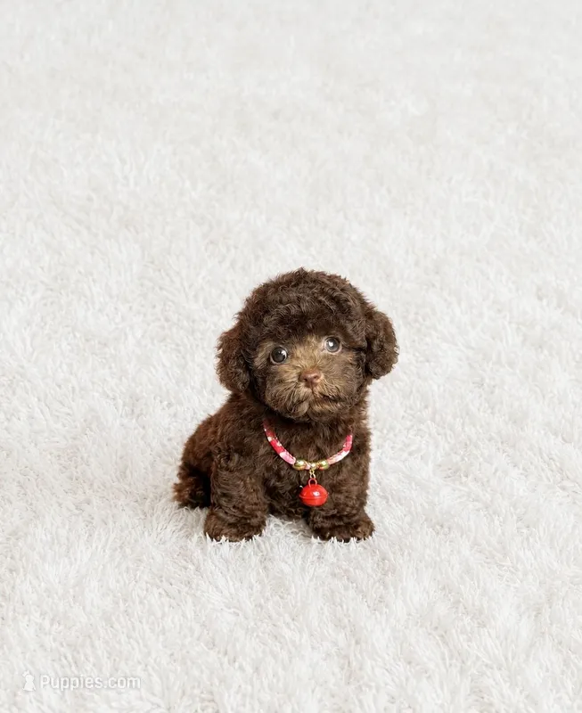 Ted  – Poodle - Toy  puppy for sale in San Diego Country Estates, CA