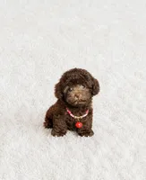 Ted , a male Poodle - Toy  for sale in San Diego Country Estates, CA – 1 of 2
