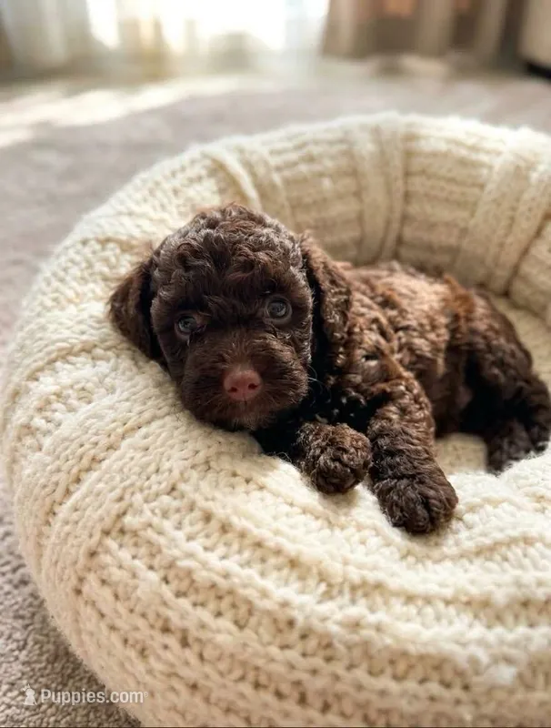 George  – Poodle - Toy  puppy for sale in San Diego Country Estates, CA