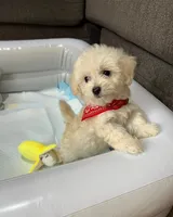 Waffle , a male Maltipoo and Poodle - Toy  for sale in San Diego Country Estates, CA – 5 of 5
