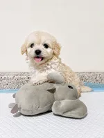 Max , a male Maltipoo and Poodle - Toy  for sale in San Diego Country Estates, CA – 3 of 6