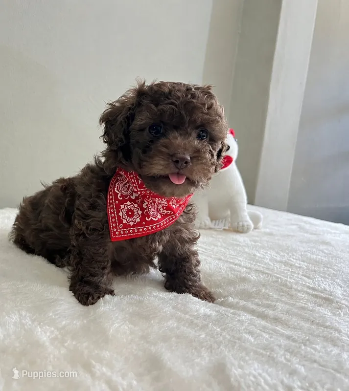 Teddy  – Poodle - Toy  puppy for sale in San Diego Country Estates, CA