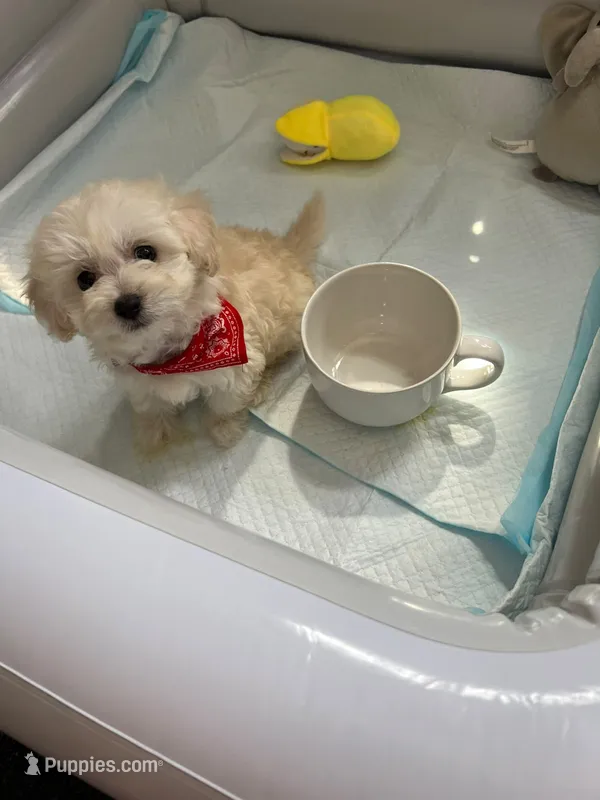 Waffle  – Maltipoo, Poodle - Toy  puppy for sale in San Diego Country Estates, CA