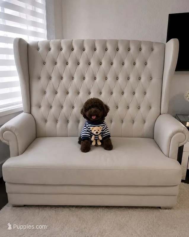 George  – Poodle - Toy  puppy for sale in San Diego Country Estates, CA