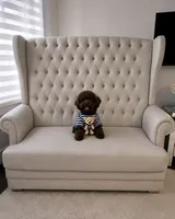 George , a male Poodle - Toy  for sale in San Diego Country Estates, CA – 1 of 2
