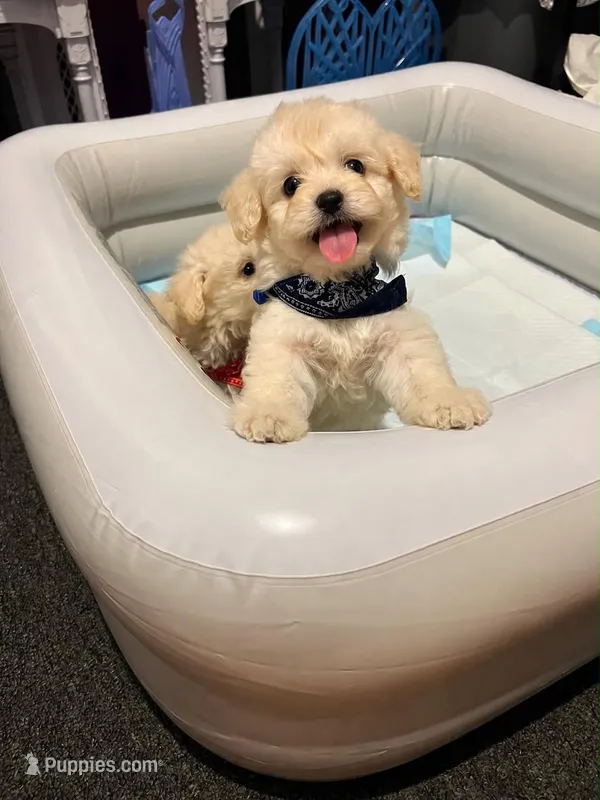 Max  – Maltipoo, Poodle - Toy  puppy for sale in San Diego Country Estates, CA