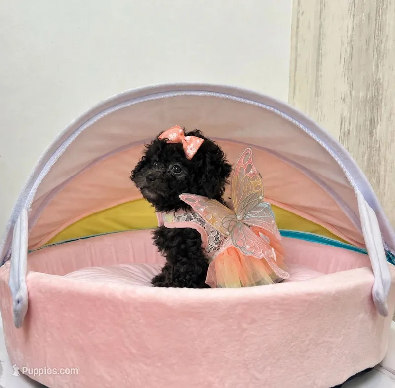 Shelly – Poodle - Toy  puppy for sale in San Diego Country Estates, CA