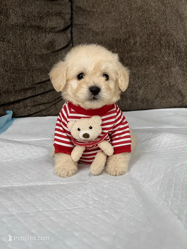Max  – Maltipoo, Poodle - Toy  puppy for sale in San Diego Country Estates, CA
