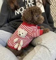 Teddy , a male Poodle - Toy  for sale in San Diego Country Estates, CA – 2 of 2