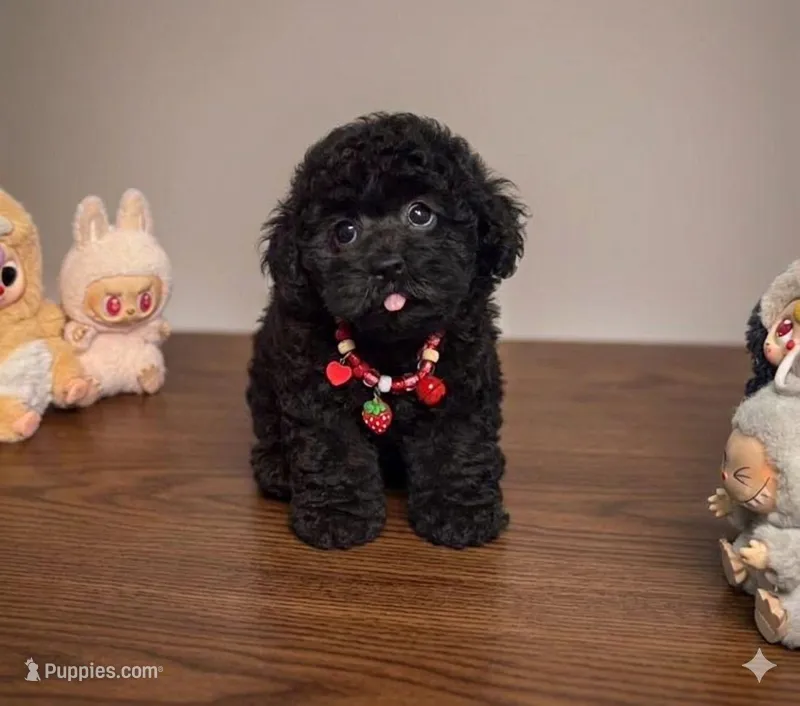 Bob  – Poodle - Toy  puppy for sale in San Diego Country Estates, CA
