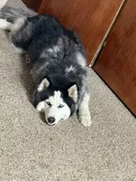 Bruno, a male Siberian Husky for sale in Belleville, NJ – 5 of 6