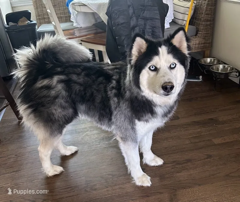Bruno – Siberian Husky puppy for sale in Belleville, NJ
