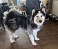 Bruno, a male Siberian Husky for sale in Belleville, NJ – 1 of 6
