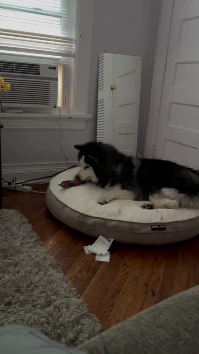 Bruno, a male Siberian Husky for sale in Belleville, NJ – 6 of 6