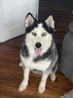 Bruno, a male Siberian Husky for sale in Belleville, NJ – 2 of 6