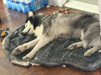 Bruno, a male Siberian Husky for sale in Belleville, NJ – 4 of 6