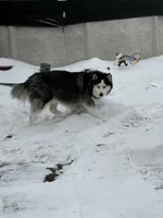 Bruno, a male Siberian Husky for sale in Belleville, NJ – 3 of 6