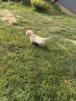 Strawberry, a female Labrador Retriever for sale in Fenton, MI – 3 of 3
