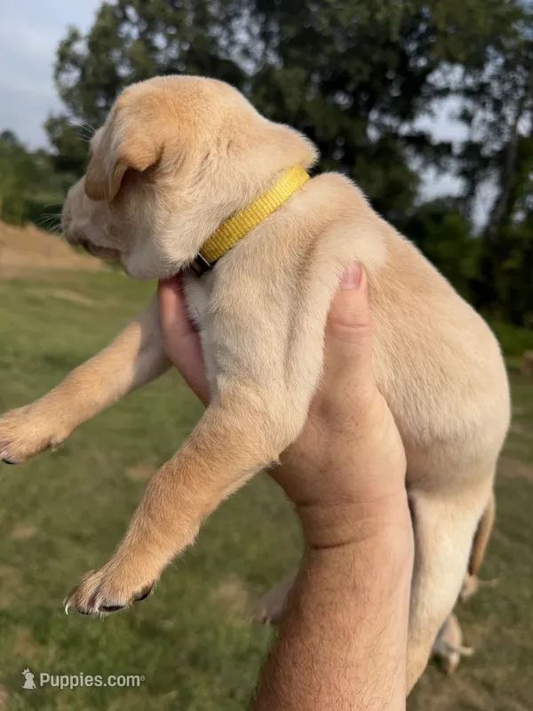 Sunshine – Labrador Retriever puppy for sale in Fenton, MI