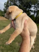 Sunshine, a female Labrador Retriever for sale in Fenton, MI – 1 of 3