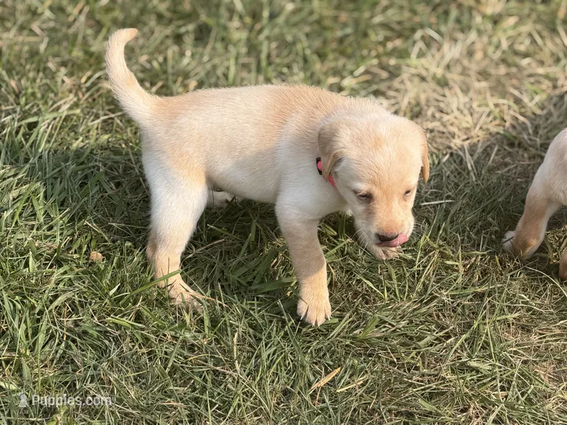 Strawberry – Labrador Retriever puppy for sale in Fenton, MI