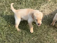 Strawberry, a female Labrador Retriever for sale in Fenton, MI – 1 of 3