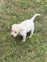 Blue Collar, a male Labrador Retriever for sale in Fenton, MI – 2 of 3