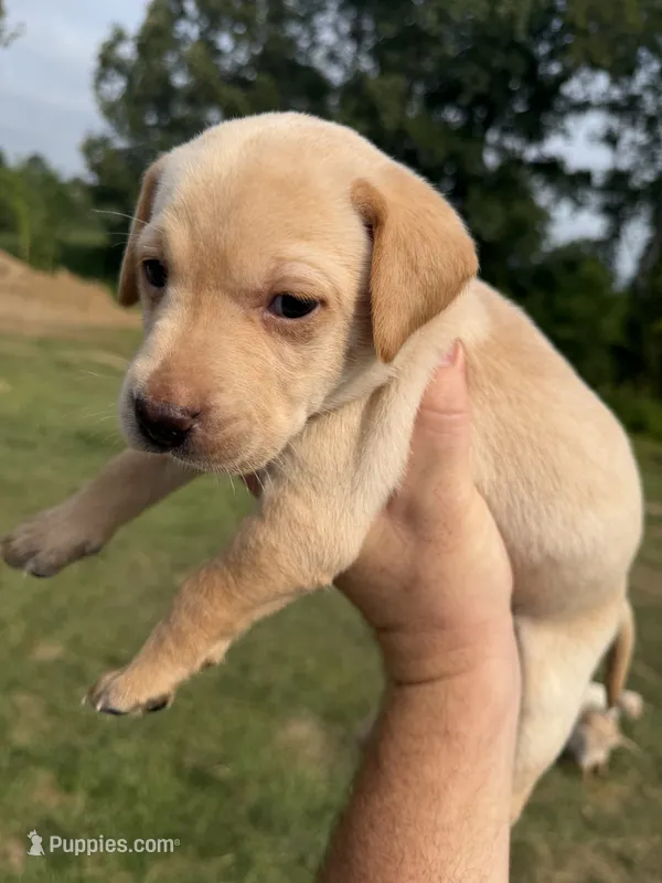 Sunshine – Labrador Retriever puppy for sale in Fenton, MI