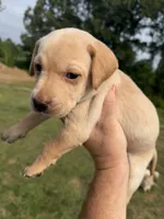 Sunshine, a female Labrador Retriever for sale in Fenton, MI – 2 of 3