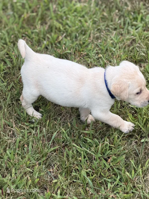 Blue Collar – Labrador Retriever puppy for sale in Fenton, MI