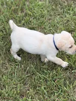 Blue Collar, a male Labrador Retriever for sale in Fenton, MI – 1 of 3