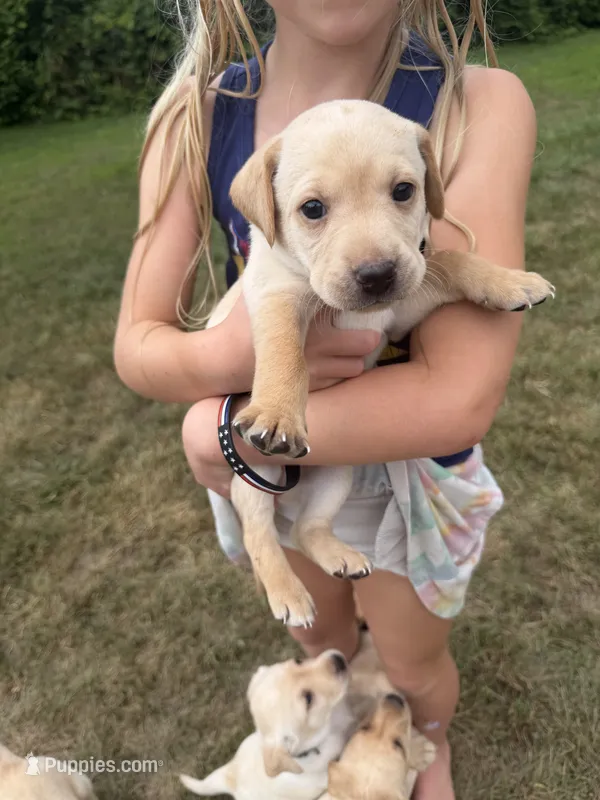 Ocean – Labrador Retriever puppy for sale in Fenton, MI