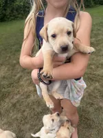 Ocean, a male Labrador Retriever for sale in Fenton, MI – 1 of 1