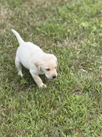 Blue Collar, a male Labrador Retriever for sale in Fenton, MI – 3 of 3