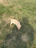 Sunshine, a female Labrador Retriever for sale in Fenton, MI – 3 of 3
