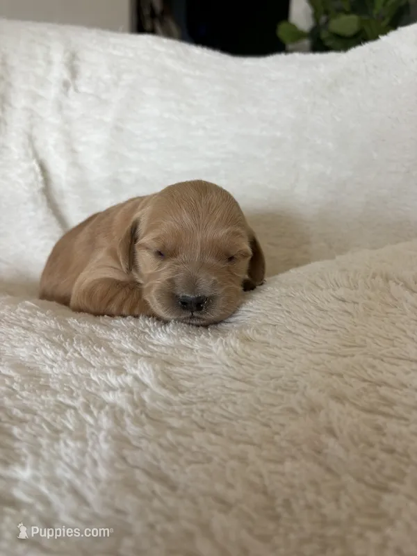 Hank – Golden Retriever puppy for sale in Delta, CO