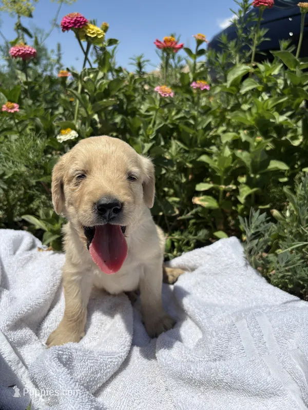 Joey – Golden Retriever puppy for sale in Delta, CO