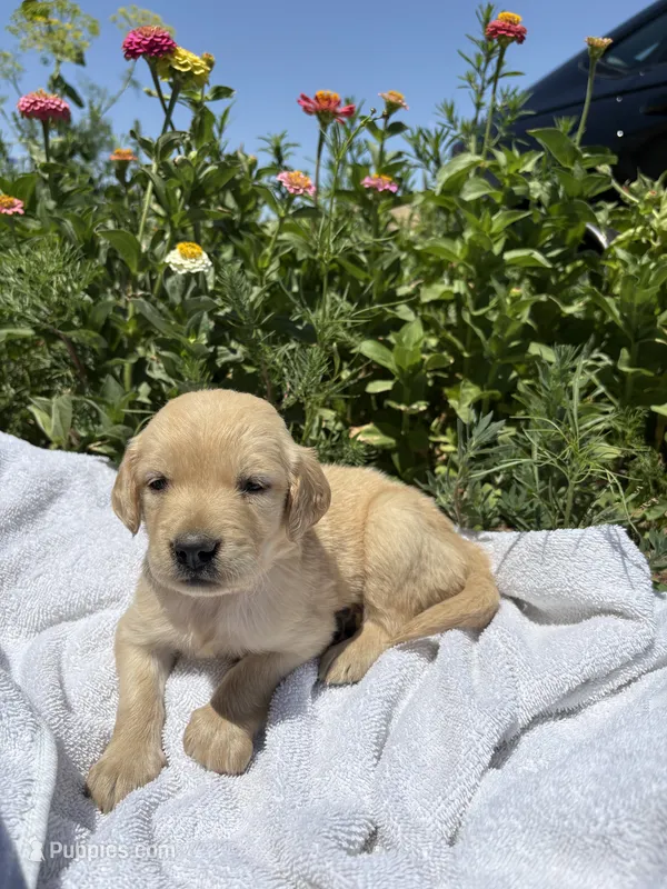Sunny – Golden Retriever puppy for sale in Delta, CO
