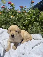 Sunny, a female Golden Retriever for sale in Delta, CO – 1 of 1