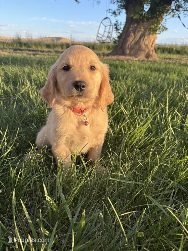Glenda, a female Golden Retriever for sale in Delta, CO – 1 of 1