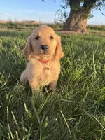 Glenda, a female Golden Retriever for sale in Delta, CO – 1 of 1