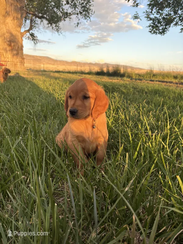 Lady – Golden Retriever puppy for sale in Delta, CO