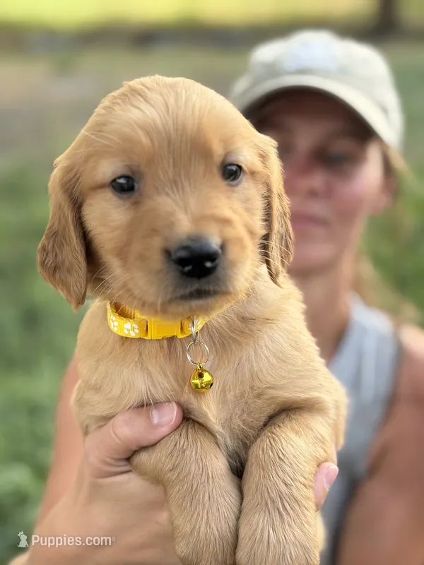 Daisy – Golden Retriever puppy for sale in Delta, CO