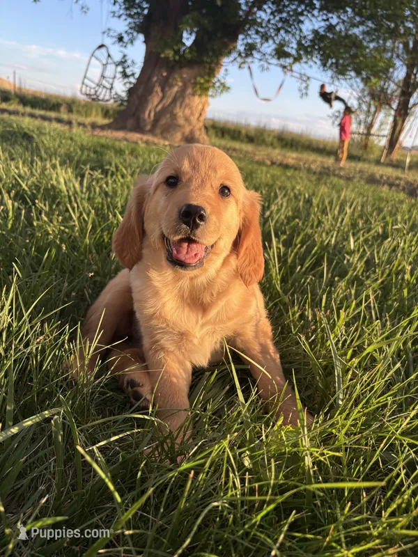 Destiny – Golden Retriever puppy for sale in Delta, CO