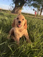 Destiny, a female Golden Retriever for sale in Delta, CO – 1 of 1