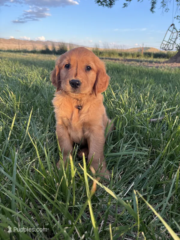 Hank – Golden Retriever puppy for sale in Delta, CO