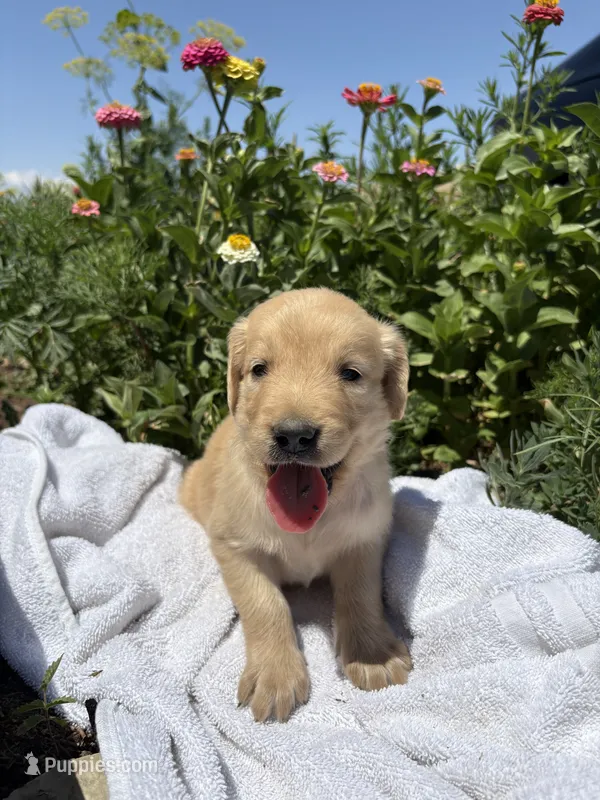 Bob – Golden Retriever puppy for sale in Delta, CO
