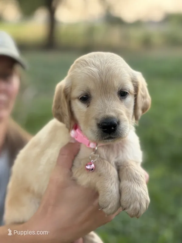 Echo – Golden Retriever puppy for sale in Delta, CO