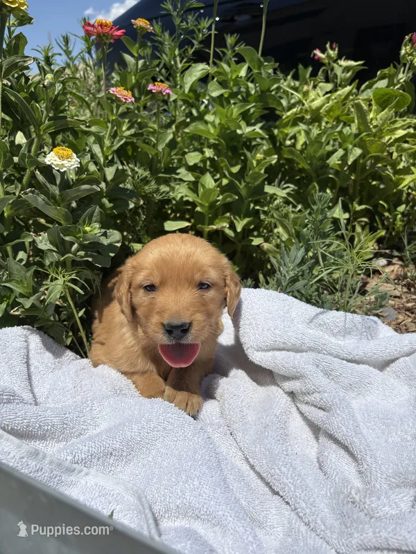 Daisy – Golden Retriever puppy for sale in Delta, CO