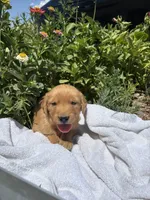 Daisy, a female Golden Retriever for sale in Delta, CO – 1 of 1